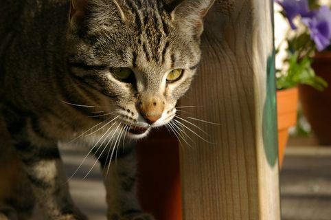 猫，小猫，没有，宠物，点