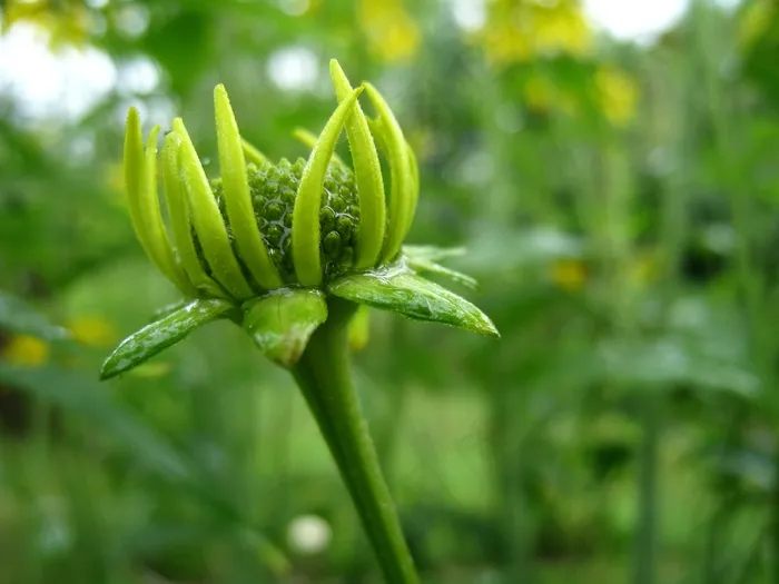 芽，Coneflower，夏天，绿色，黄色