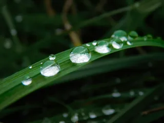 一滴水，草，草叶，滴水，雨滴