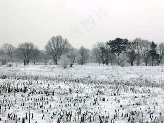 雪，冬季，草地，寒冬，白色，树木，景观