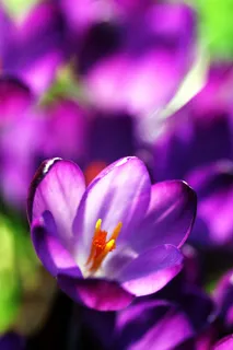 番红花,花,春天,性质,花园,开花,紫色 番红花,花,春天,性质,花园,开花,紫色