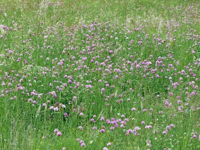 景观，自然，草原，鸢尾，场