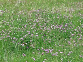 景观，自然，草原，鸢尾，场