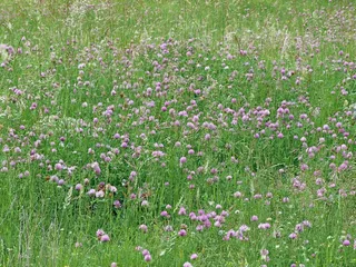 景观，自然，草原，鸢尾，场