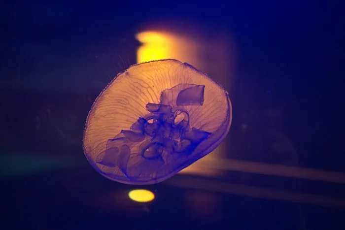 海el，海洋，水下，海洋，水族馆，发光