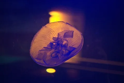 海el，海洋，水下，海洋，水族馆，发光