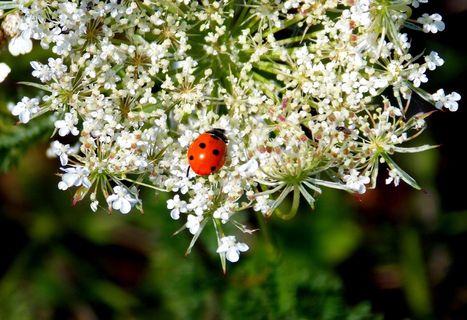 草原植物，瓢虫，植物，白，鲜花