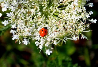 草原植物，瓢虫，植物，白，鲜花