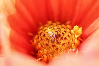 开花，花，红色，宏，宏观摄影