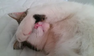 可爱，脸，猫的脸，猫，小猫，猫的，基蒂，宠物