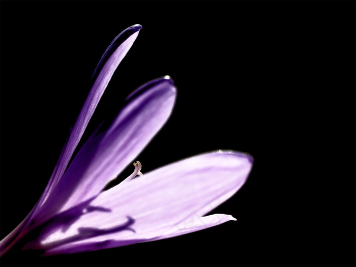 番红花，花，开花，盛开，盛开