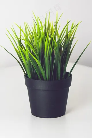 植物，绿色，锅，性质，草药，新鲜，植物园