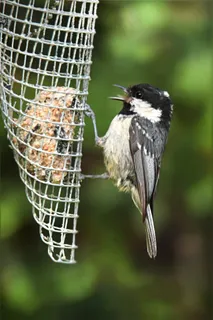 煤山雀，年轻，鸟，觅食，花园