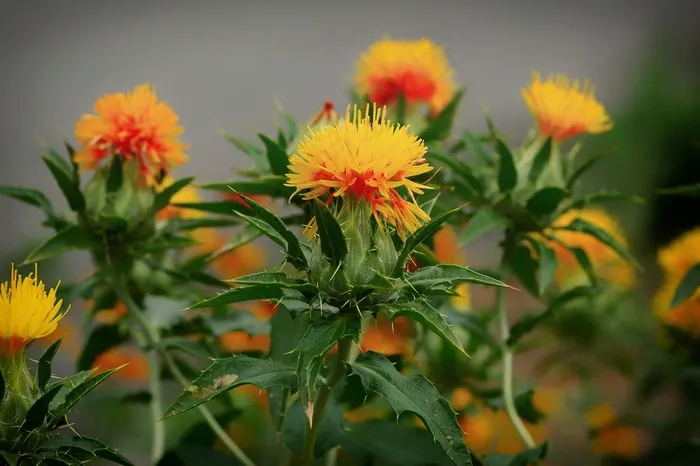 红花，杂草，鲜花，蟹柳，宏