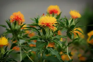 红花，杂草，鲜花，蟹柳，宏