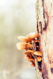 树,部落,树皮,蘑菇,日志,木,树皮 树,部落,树皮,蘑菇,日志,木,树皮