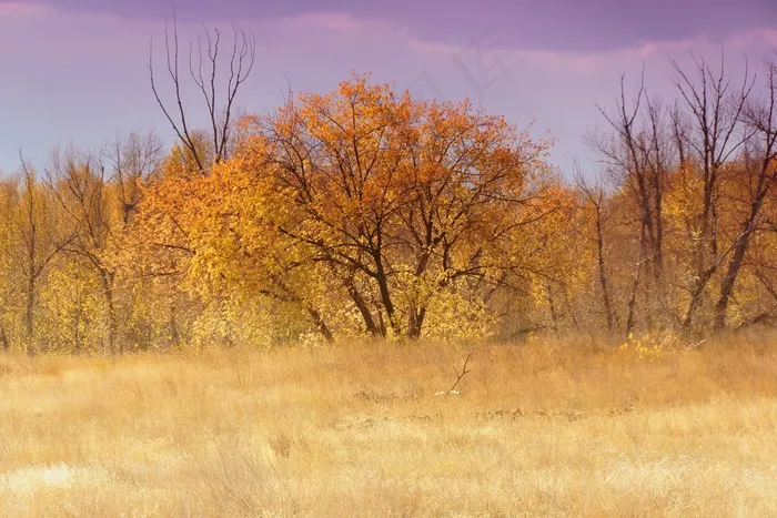 秋，树木，生活的自然，景观，自然，叶子