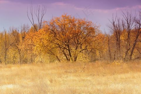 秋，树木，生活的自然，景观，自然，叶子
