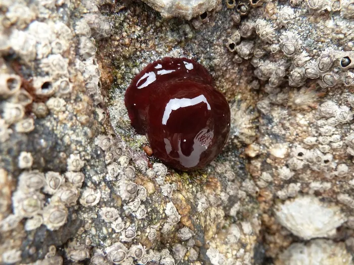 岩，海，藻类，海鲜，健康食品，性质，水