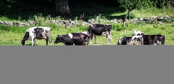 牛，牛，动物，自然，动物区系
