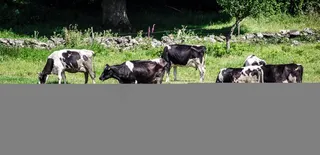 牛，牛，动物，自然，动物区系