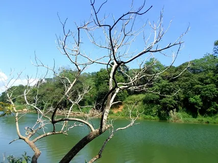 树,江,叶子,斯里兰卡,景观,荒野 树,江,叶子,斯里兰卡,景观,荒野