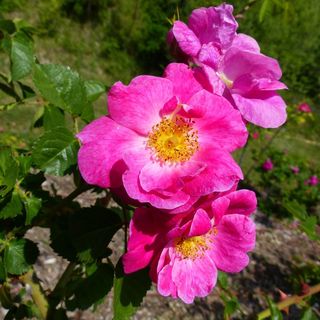 鲜花，花园，春天，开花，粉红色，盛开