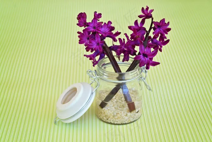 风信子，花，鲜花，紫，玻璃
