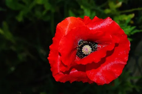 罂粟,开花,红色,关闭,多彩 罂粟,开花,红色,关闭,多彩