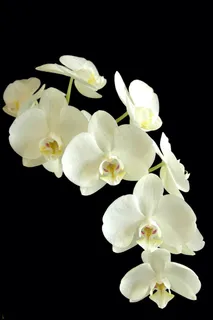 蝴蝶兰,兰花,花,白色和黑色,花的 蝴蝶兰,兰花,花,白色和黑色,花的