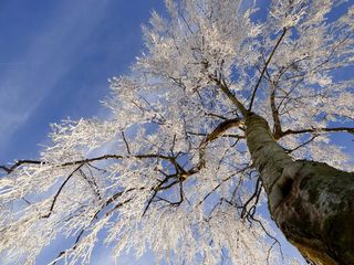 树，冻结，成熟，冻结，自然，冬季景观