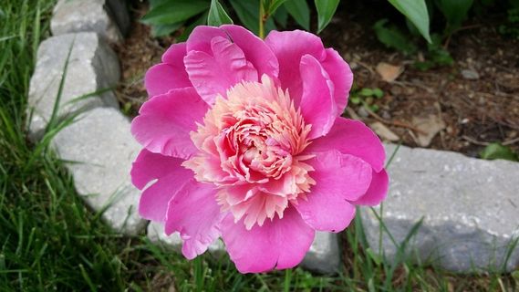 花，盛开，多彩，花瓣，性质，漂亮，粉红色