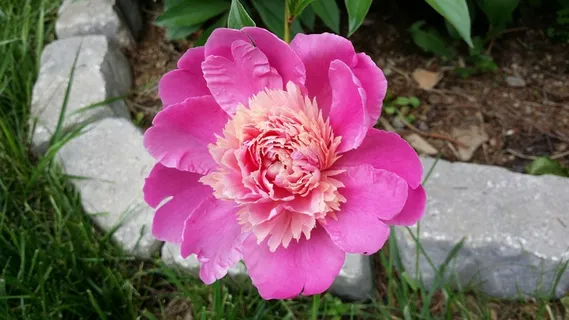 花,盛开,多彩,花瓣,性质,漂亮,粉红色 花,盛开,多彩,花瓣,性质,漂亮,粉红色