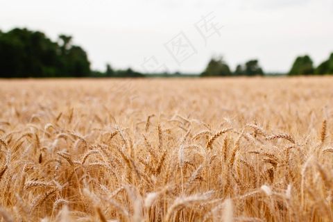 麦田,小麦,粮田,稻田,图画,田间农业谷物谷物