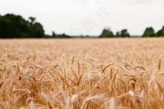 麦田,小麦,粮田,稻田,图画,田间农业谷物谷物