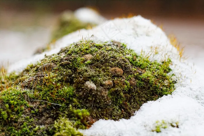 苔，雪，冬天，冰，冷，季节，户外