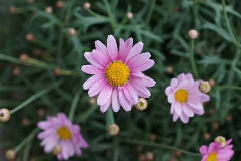 玛格丽特,花,紫色,性质,盛开,花园 玛格丽特,花,紫色,性质,盛开,花园