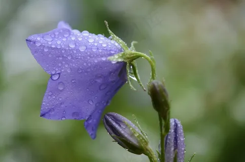 花,蓝色,水机,拖放,性质,湿,宏,雨 花,蓝色,水机,拖放,性质,湿,宏,雨