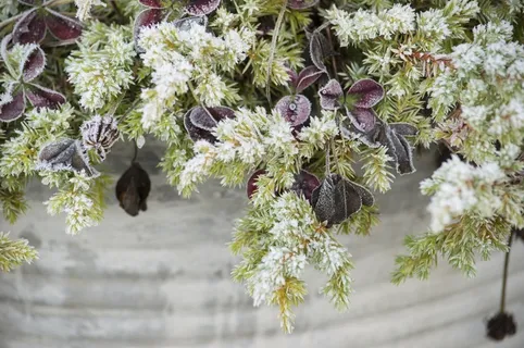 红三叶草，苜蓿叶，锅，种植，弗罗斯特，Per Se