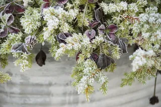 红三叶草，苜蓿叶，锅，种植，弗罗斯特，Per Se