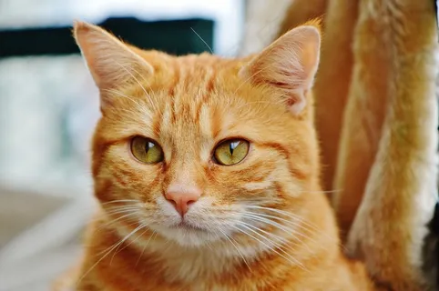 猫,宿醉,红色,可爱,鲭鱼,虎,甜 猫,宿醉,红色,可爱,鲭鱼,虎,甜