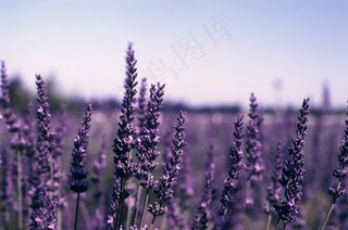 羽叶薰衣草,紫色薰衣草,薰衣草,熏衣草,花海,薰衣草