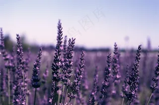 羽叶薰衣草,紫色薰衣草,薰衣草,熏衣草,花海,薰衣草