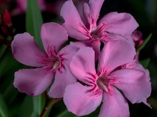 花，宏，夹竹桃