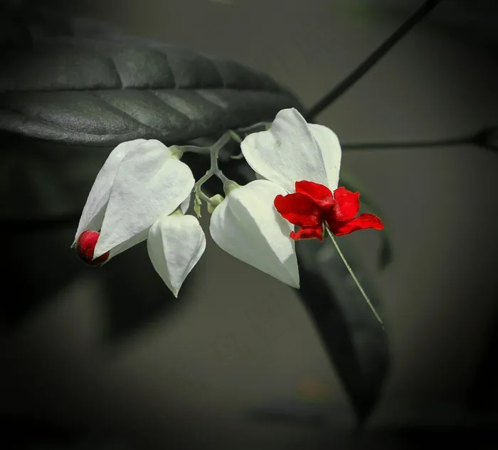 荣耀凉亭，袋花，猪油菌Thomsoniae