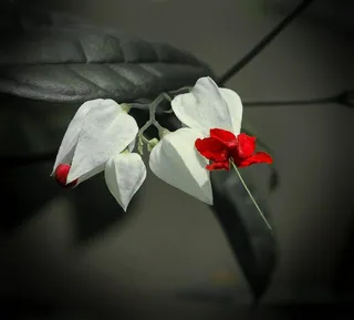 荣耀凉亭，袋花，猪油菌Thomsoniae