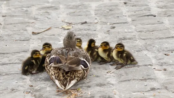 水禽，绿头鸭，年轻，年轻的鸭子，保持在一起