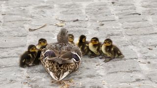 水禽，绿头鸭，年轻，年轻的鸭子，保持在一起