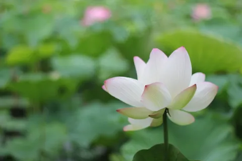 中国风,莲花,花卉,意境,植物 中国风,莲花,花卉,意境,植物