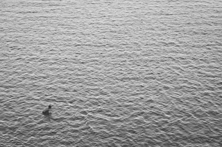 水，涟漪，人，沐浴，游泳，表面